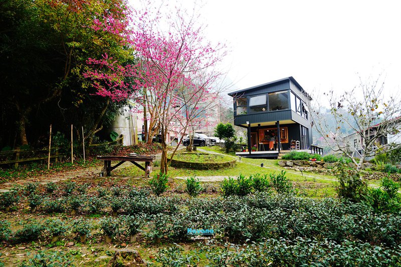 嘉義阿里山「山角鐵茶屋」｜隱藏在茶園間的新潮茶屋，氣氛一流茶飲點心也很棒！