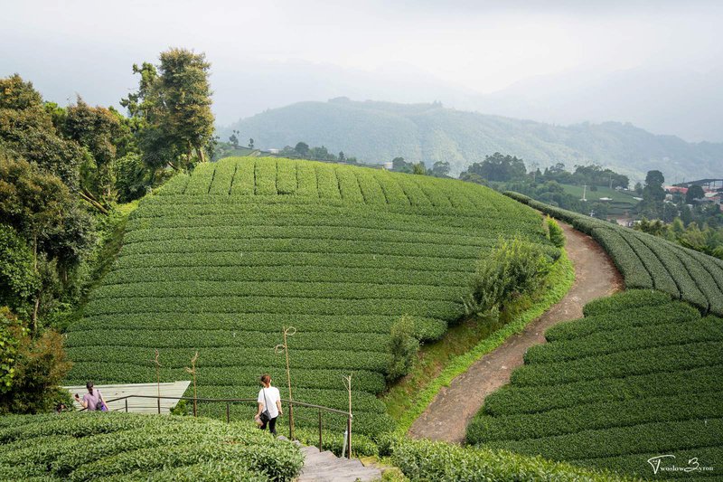 1314觀景台｜一生一世愛情塔和滿山的茶園，情侶必拍的熱門景點