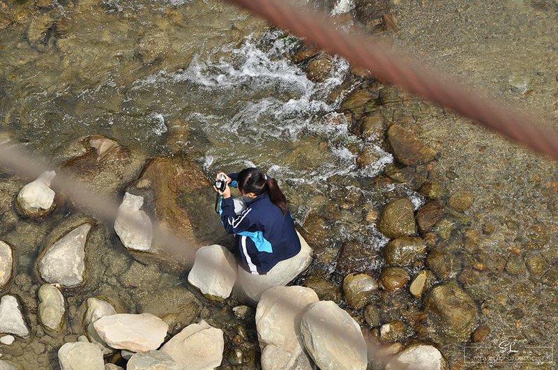 嘉義．阿里山森林遊樂區 | 阿里山、奮起湖 |
