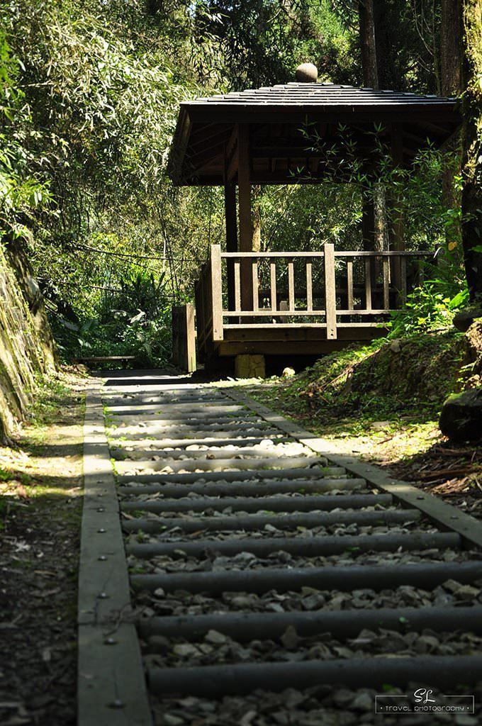 嘉義．阿里山森林遊樂區 | 阿里山、奮起湖 |
