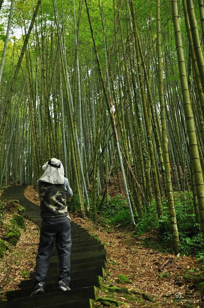 嘉義．阿里山森林遊樂區 | 阿里山、奮起湖 |