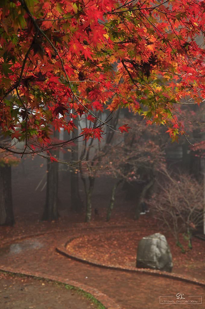 台中．和平 | 雨飄．秋瑟 | 福壽山農場秋日賞楓比比挫