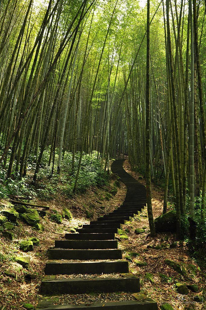 嘉義．阿里山森林遊樂區 | 阿里山、奮起湖 |