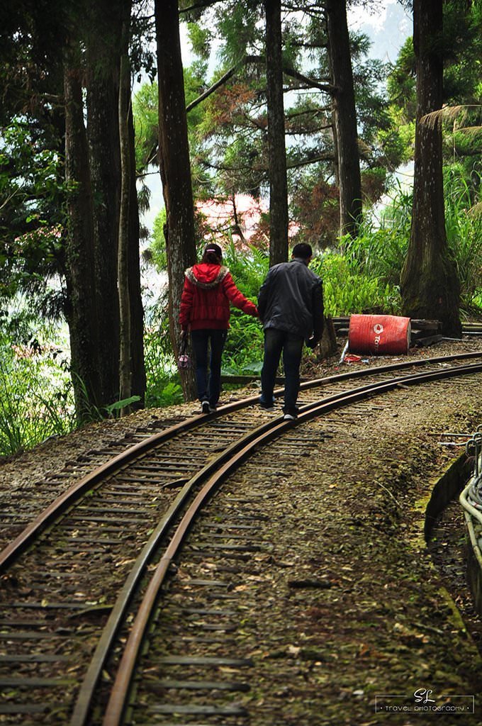 嘉義．阿里山森林遊樂區 | 阿里山、奮起湖 |