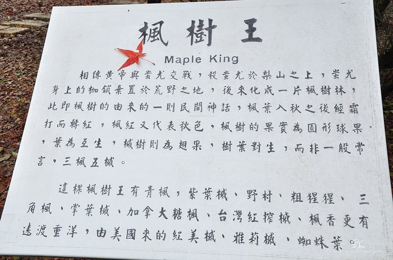 台中．和平 | 雨飄．秋瑟 | 福壽山農場秋日賞楓比比挫