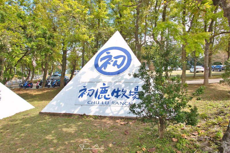 初鹿牧場｜牧草餵食乳牛和可愛小動物，台東必去親子牧場