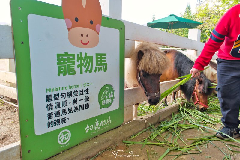 初鹿牧場｜牧草餵食乳牛和可愛小動物，台東必去親子牧場