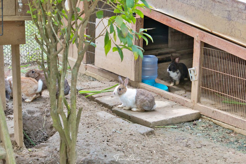 初鹿牧場｜牧草餵食乳牛和可愛小動物，台東必去親子牧場