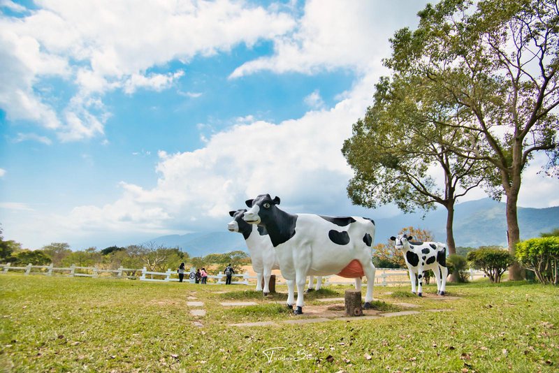 初鹿牧場｜牧草餵食乳牛和可愛小動物，台東必去親子牧場