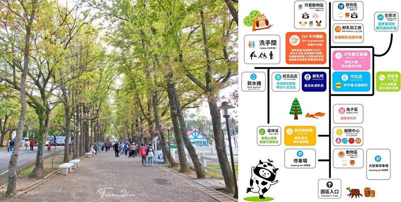 初鹿牧場｜牧草餵食乳牛和可愛小動物，台東必去親子牧場